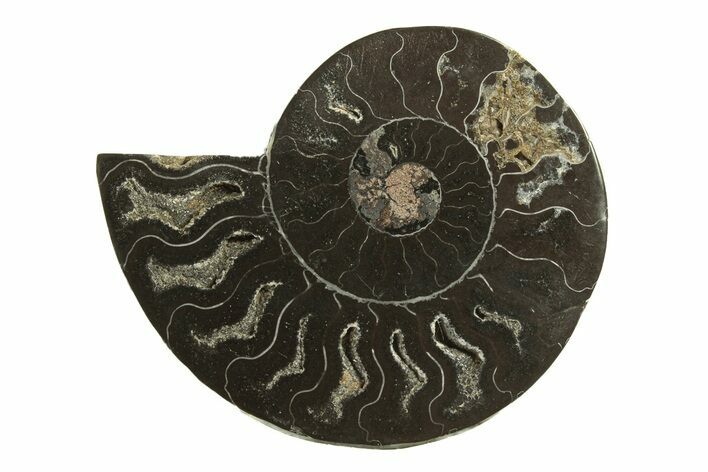 Cut & Polished Ammonite Fossil (Half) - Unusual Coloration #263651